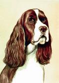 English Springer Spaniel